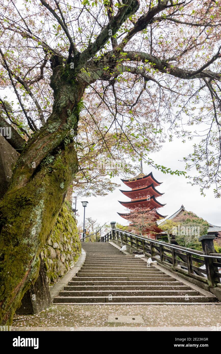 Fünf Stockwerke Pagode und einige Sakura Bäume am Itsukushima Schrein, Japan Stockfoto