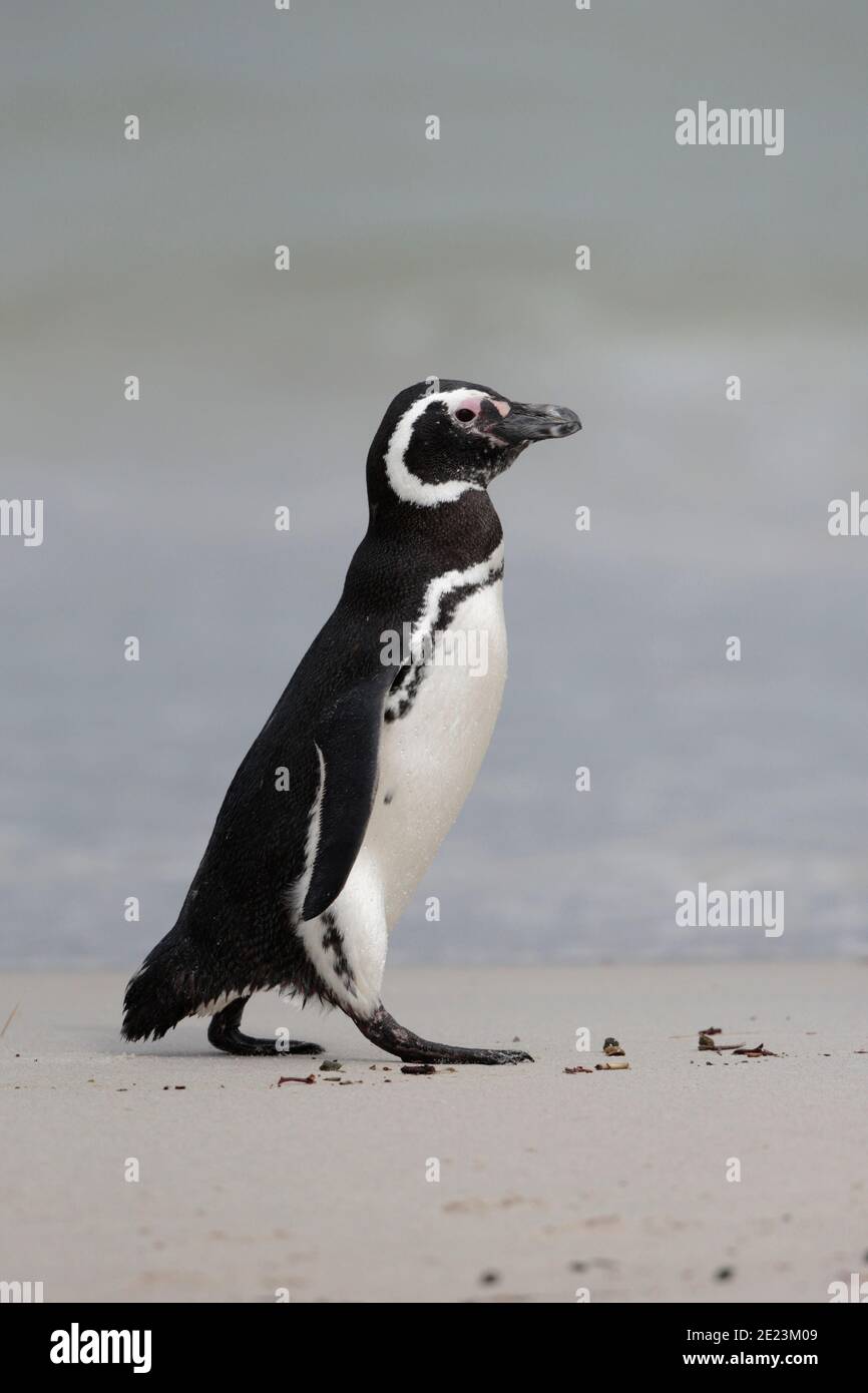 Magellanic Penguin (Spheniscus magellanicus), Seitenansicht, Spaziergang am Strand, West Point, Falkland Islands 3. Dec 2015 Stockfoto