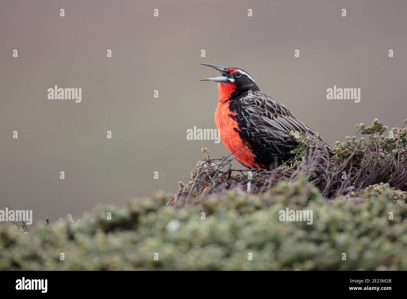 Langschwanz-Wiesenlerche (Sturnella loyca), männlich, ruft von niedrigem Barsch, West Point, Falklandinseln 3. Dez. 2015 Stockfoto