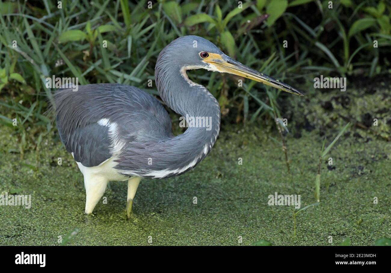 Dreifarbiger Reiher an den friedlichen Waters Wetlands Stockfoto