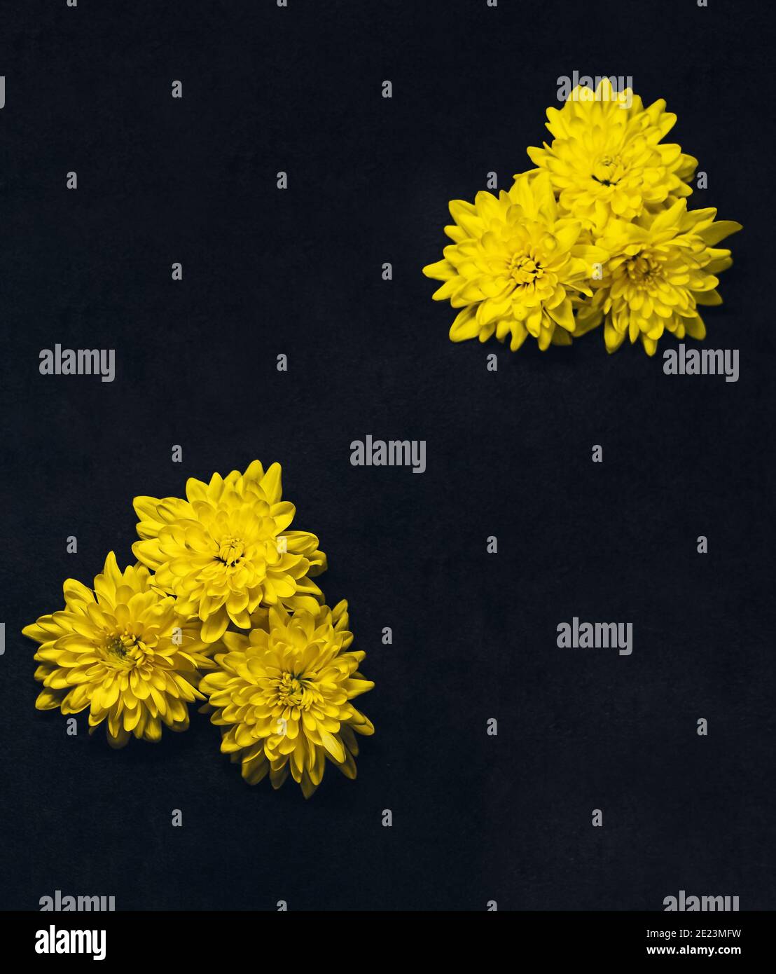 Gelbe Chrysantheme Blüten an den Seiten von dunkelschwarzem Hintergrund Stockfoto