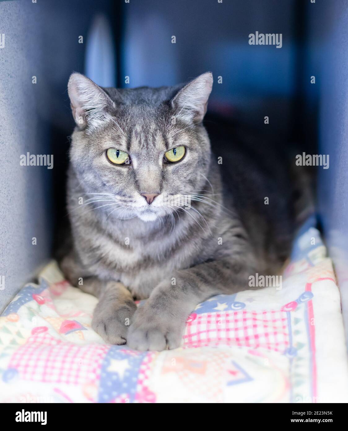 Adoptieren, spenden und/oder Vounteer Tiere in Grass Valley, Kalifornien zu helfen Stockfoto