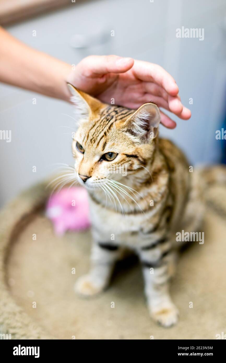 Adoptieren, spenden und/oder Vounteer Tiere in Grass Valley, Kalifornien zu helfen Stockfoto