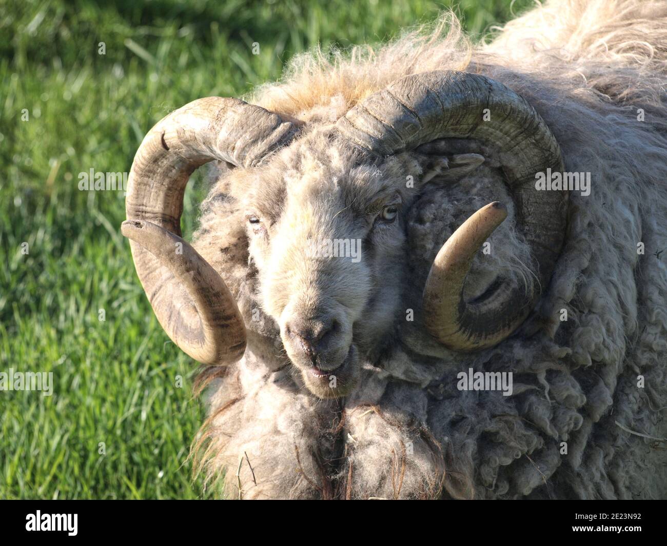 Porträt eines Shetland Schaframms. Stockfoto