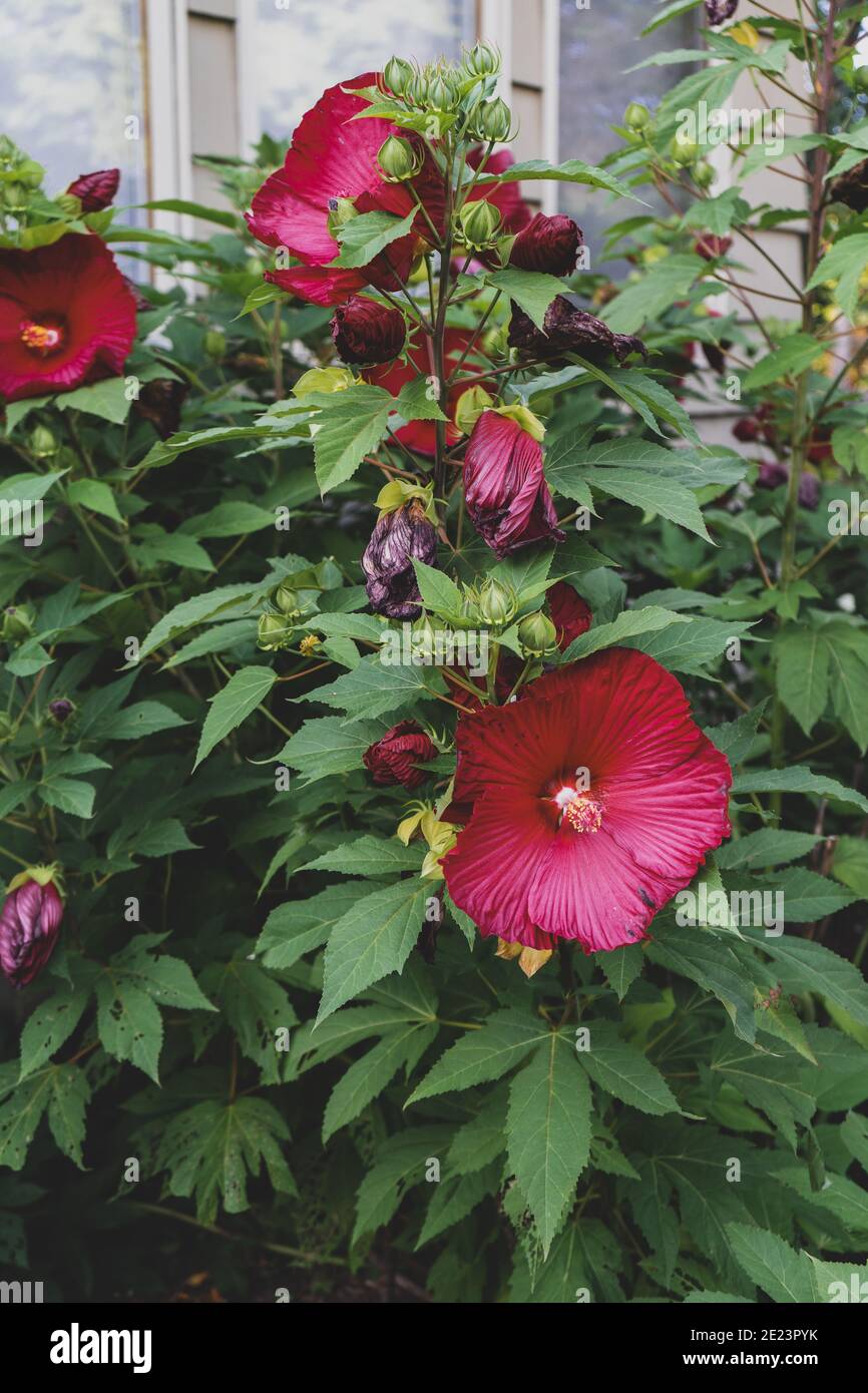 Hibiskusblüte in hellem Magenta Stockfoto