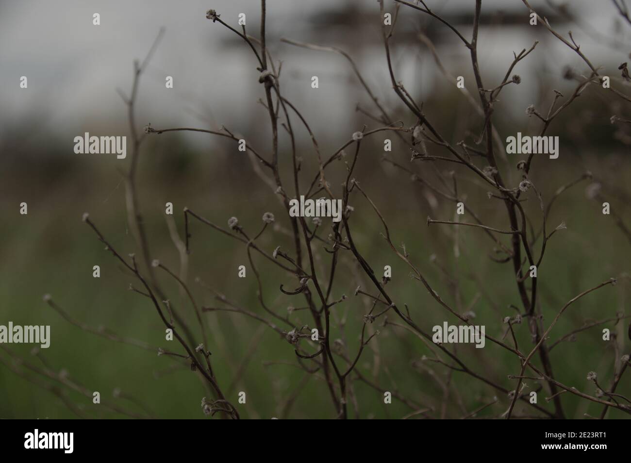 Wilde trockene Blüten auf Zweigen im Wind Stockfoto