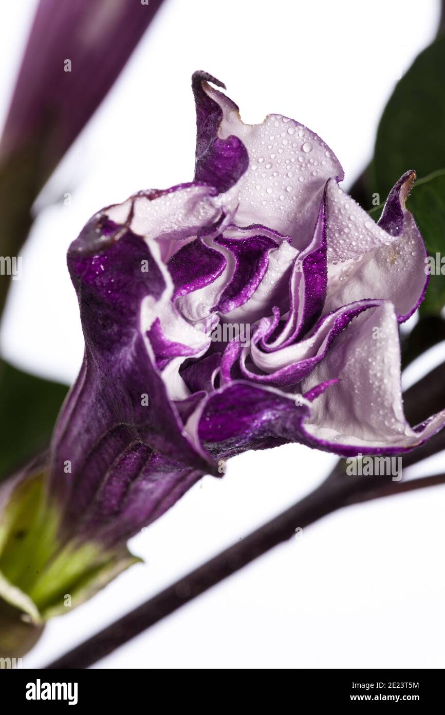 Devil's Trompete, Indisk spikklubba (Datura fastuosa) Stockfoto