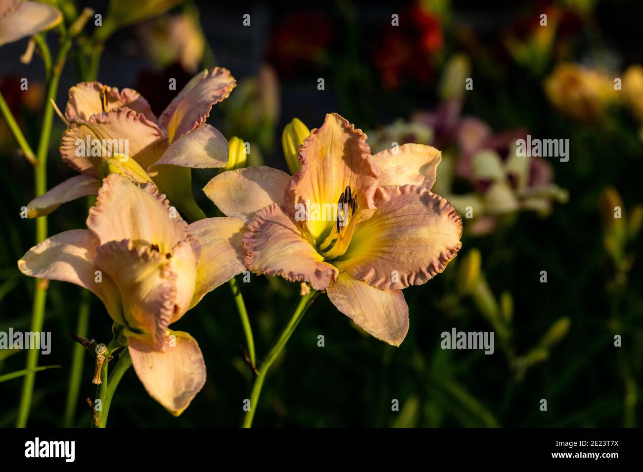 "Rauch-Signal' Daylily, Daglilja (Hemerocallis) Stockfoto