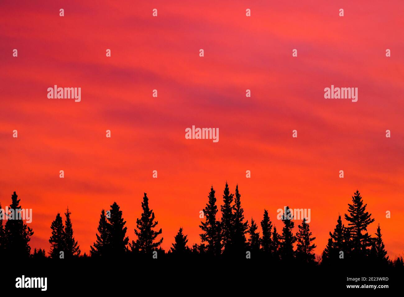 Ein Sonnenaufgang am frühen Morgen, der einen strahlend roten Himmel nach Osten im ländlichen Alberta Kanada schafft. Stockfoto