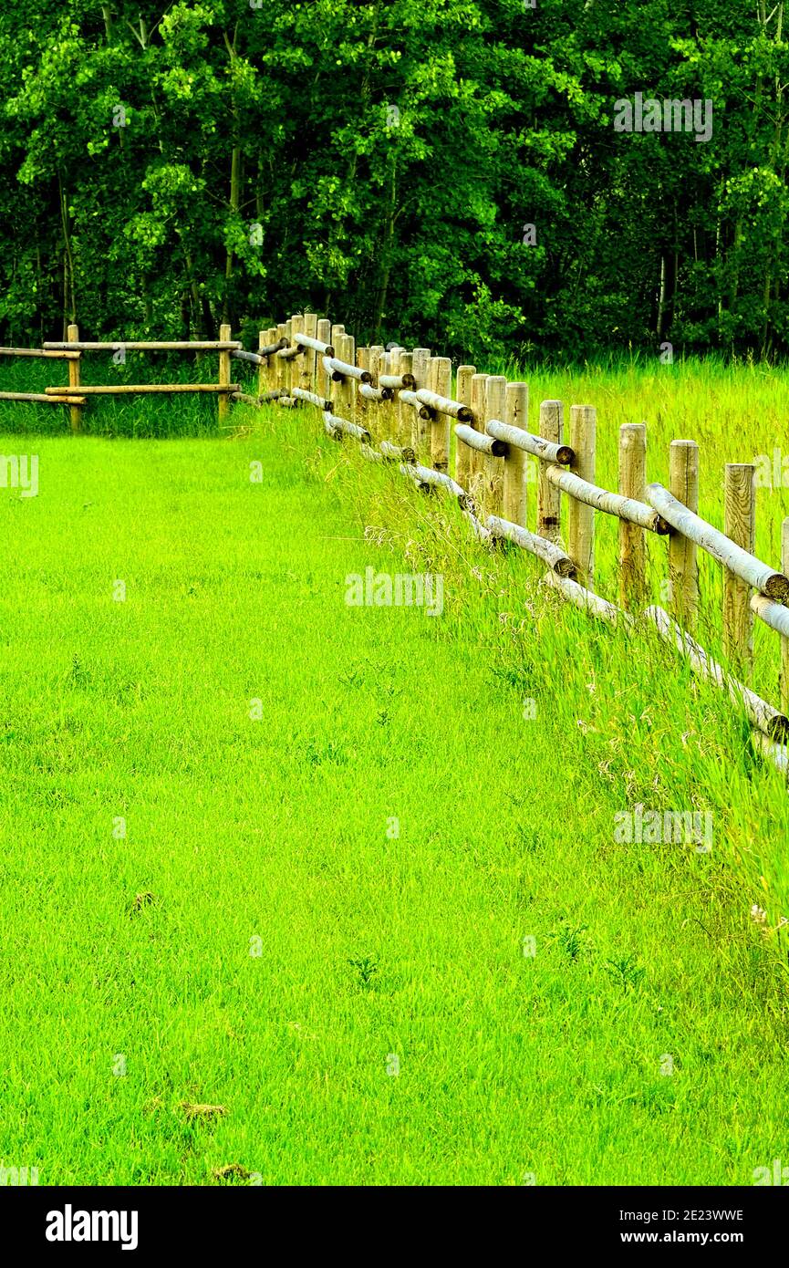 Ein Zaun aus runden Holzpfählen devidiert das kurze Grasgebiet und ein wildes Grasgebiet im ländlichen Alberta Kanada. Stockfoto