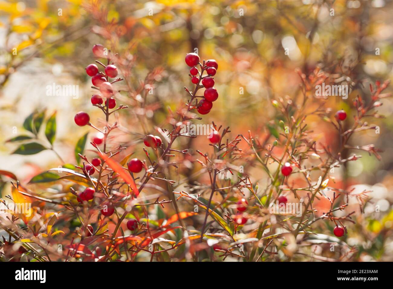 Himmlische Bambuspflanze mit reifen roten Beeren im Winter in Kalifornien Stockfoto