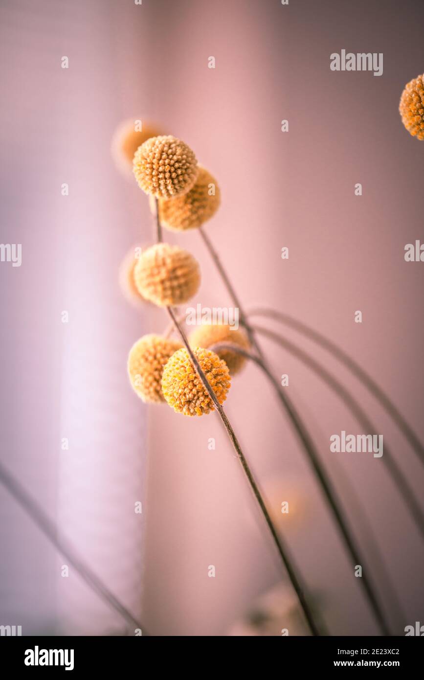 Vertikale Aufnahme von gelben sphärischen craspedia Pflanzen auf einem verschwommen Hintergrund Stockfoto
