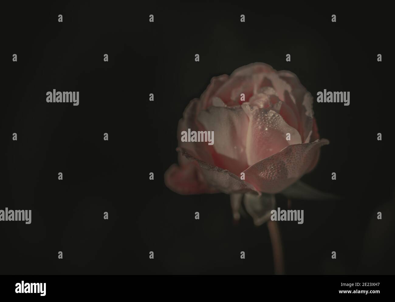 Schöne einzelne Rose; Vintage-Stil Stockfoto