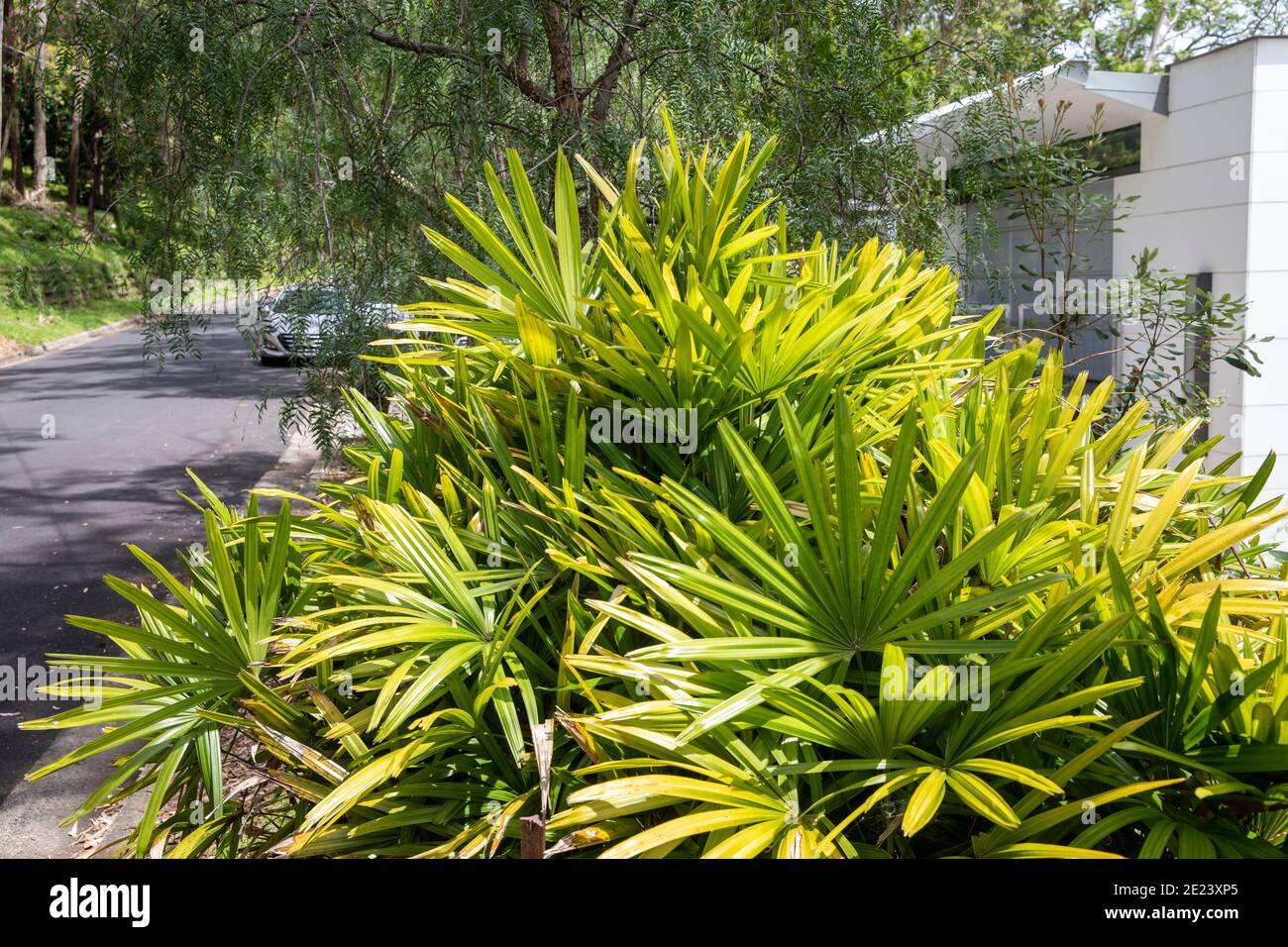 Lady Palm Rhapis Excelsa auch bekannt als Bambuspalme, die im Freien in einem Garten in Sydney wächst, sind die australischen Damenpalmen auch beliebte Zimmerpflanzen Stockfoto