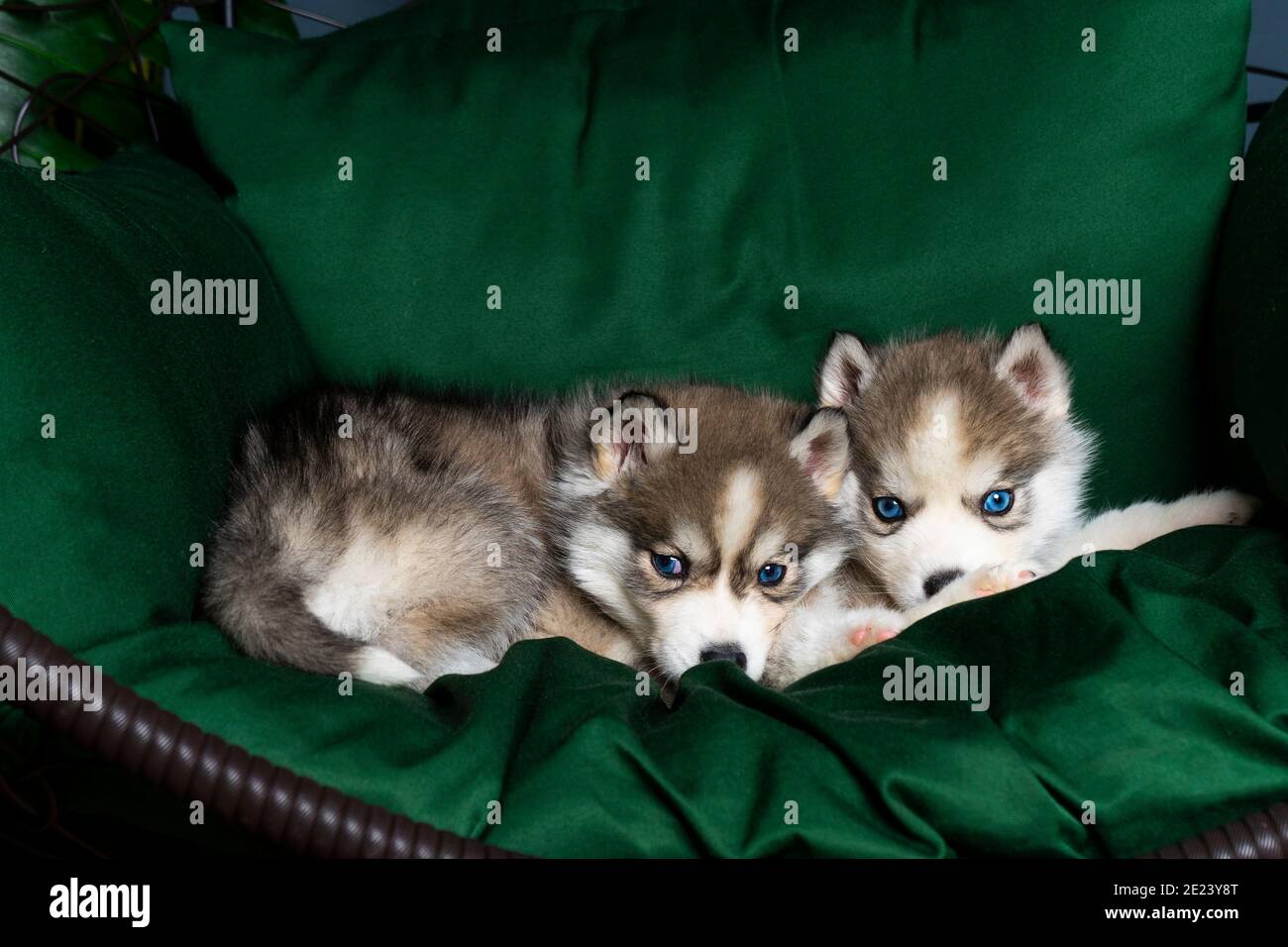 Sehr kleine Husky Welpen. Mit schwarzer Nase und blauen Augen. Sie sitzen auf einer hellgrünen Strukturdecke. Auf dem großen Stuhl. Copyspace Stockfoto