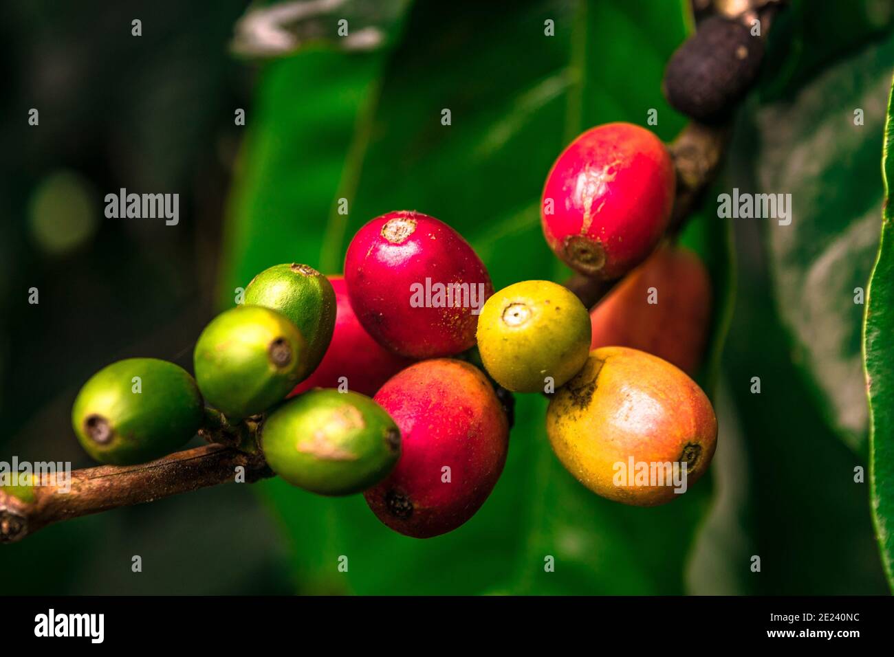 Frische Bio-rote rohe und reife Kaffeekrauschbohnen auf Baum, Landwirtschaft Plantage im südlichen Teil von Indien. Stockfoto