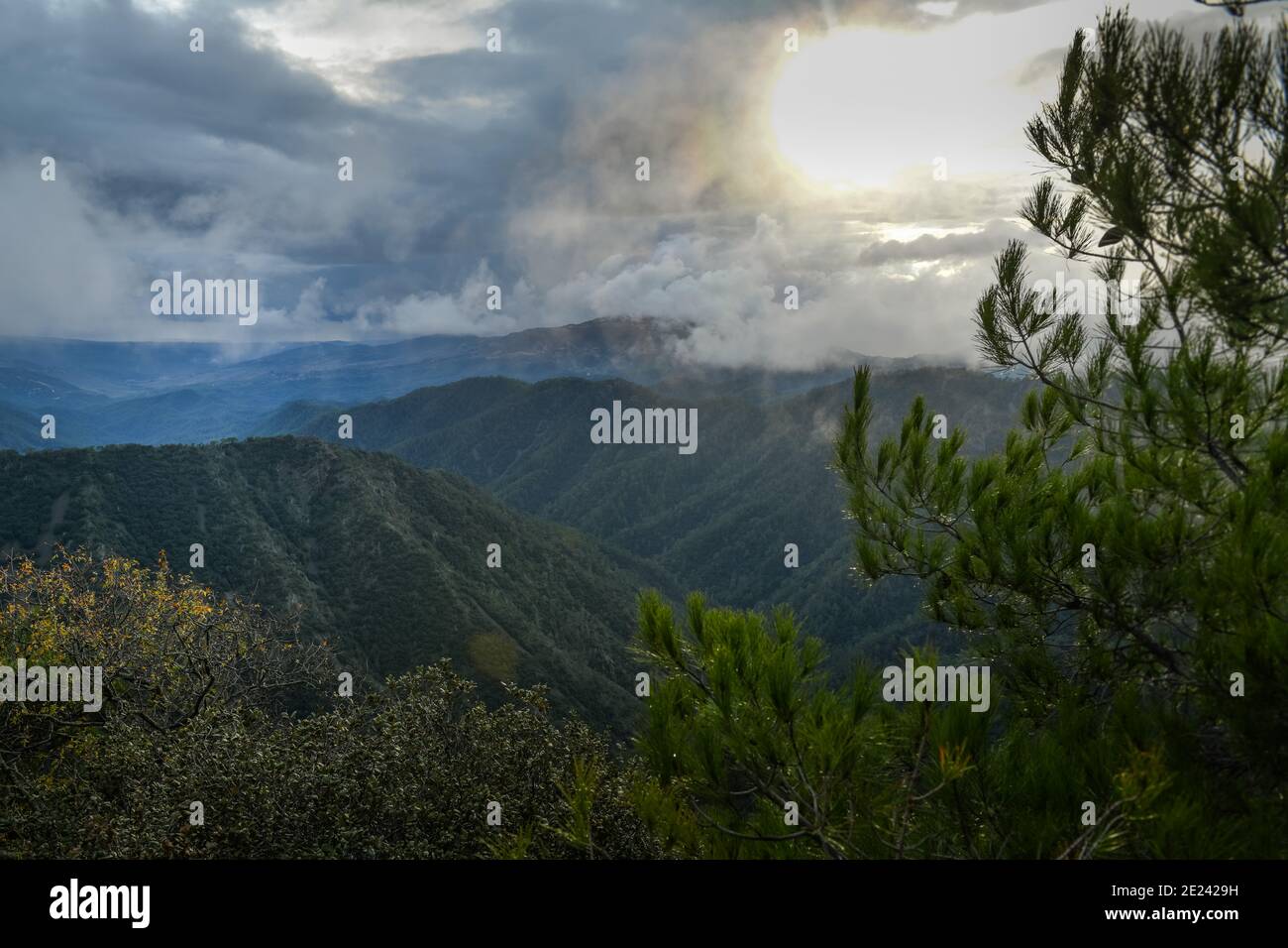 Paphos-Forst, Troodos-Gebirge, Zypern Stockfoto