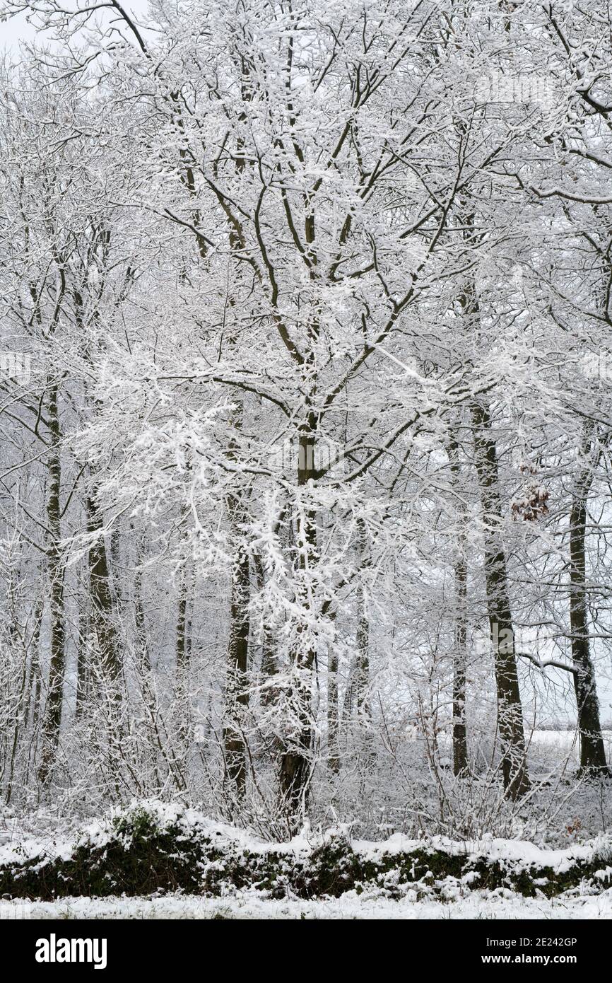 Schneebedeckte Bäume im Dezember. In Der Nähe Von Chipping Campden, Cotswolds, Gloucestershire, England Stockfoto