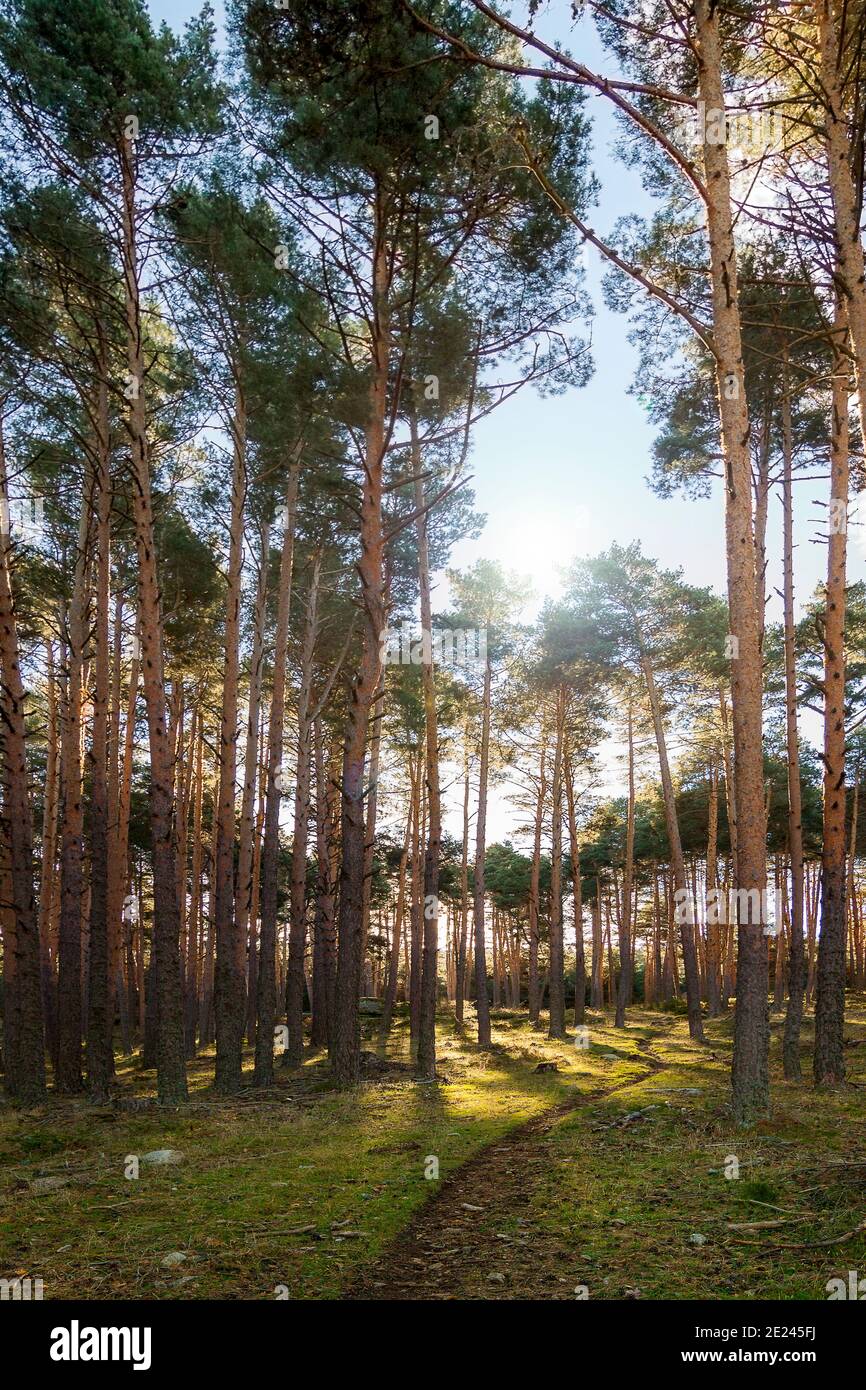 Panoramafotografie des Pinienwaldes im Nationalpark Sierra de Guadarrama, in Segovia und Madrid Stockfoto