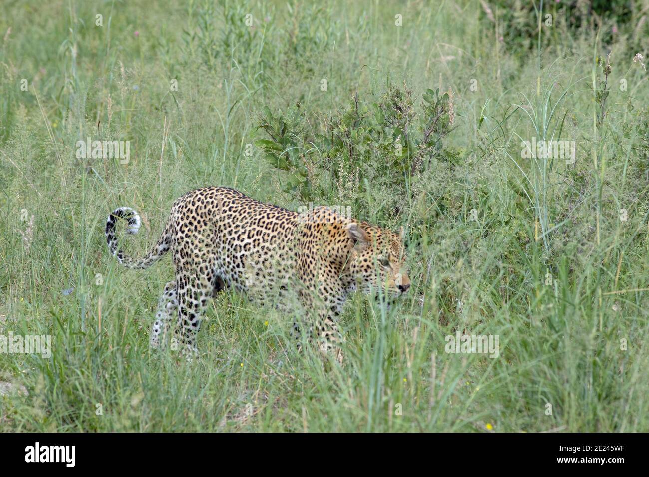 Leopard (Panthera pardus). Aktivität bei Tageslicht. Tiere im Freien gefangen Wandern, teilweise abgeschirmt, durch Aussaat Gräser von Safari-Fahrzeug. Botswana. Stockfoto