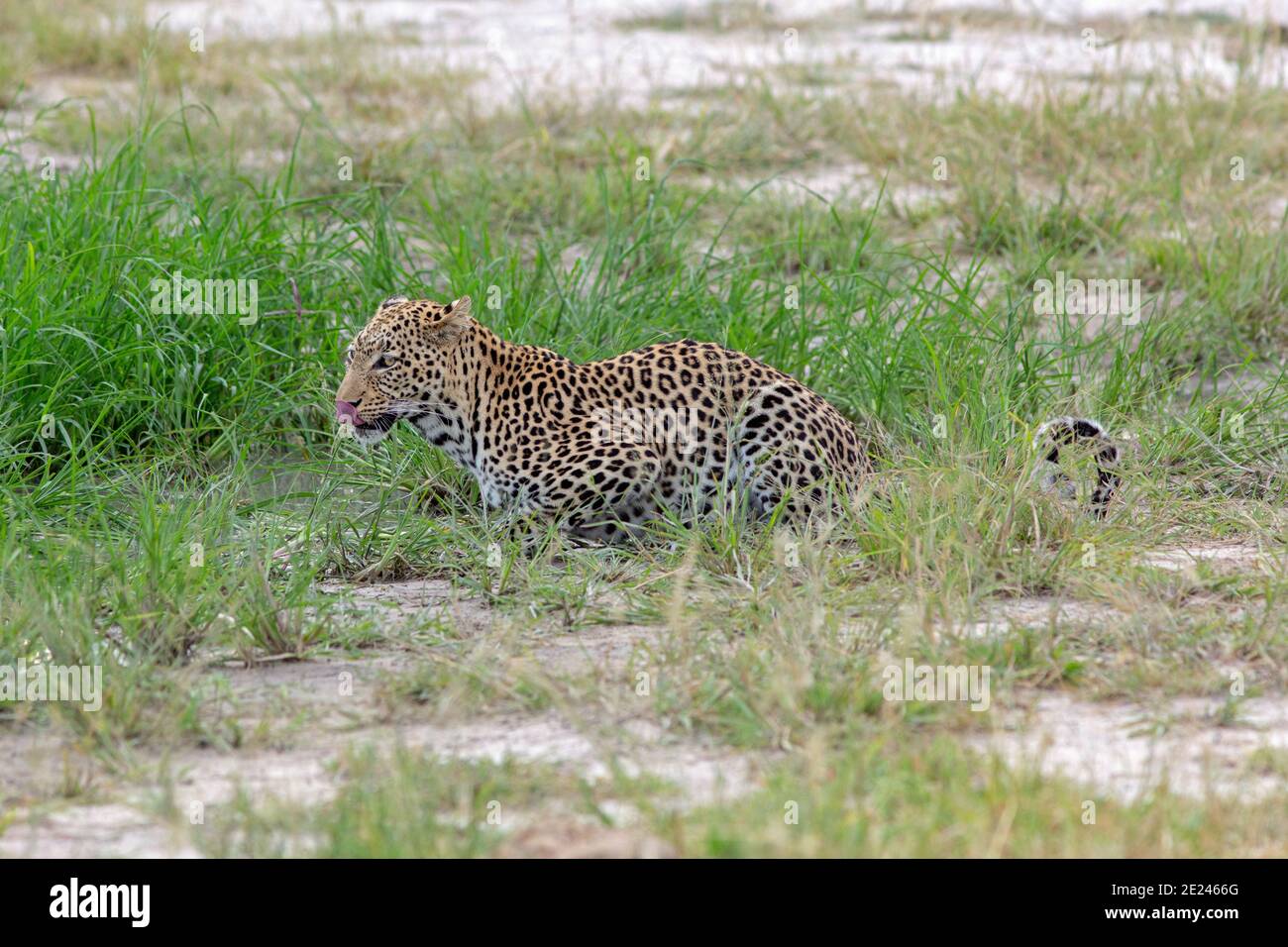 Leopard (Panthera pardus). Aktivität bei Tageslicht. Tier im Freien gefangen, Lippen lecken, löschen, Durst aus einem kleinen Wasserloch befriedigen. Botswana. Stockfoto