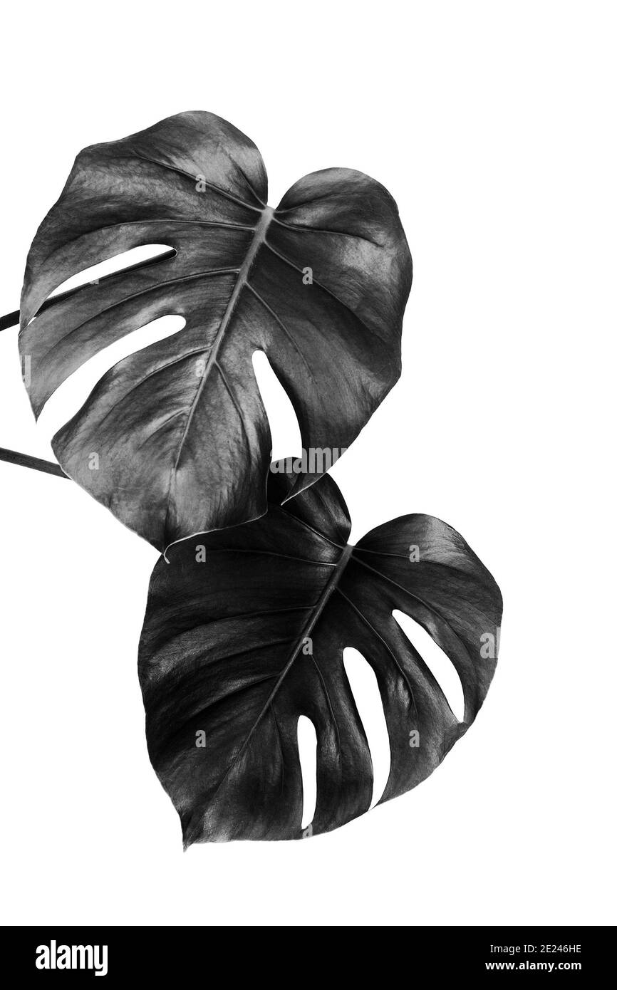 philodendron pink princess wiki Philodendron 'Pink Princess' — The Gardeners' Choice main image 1