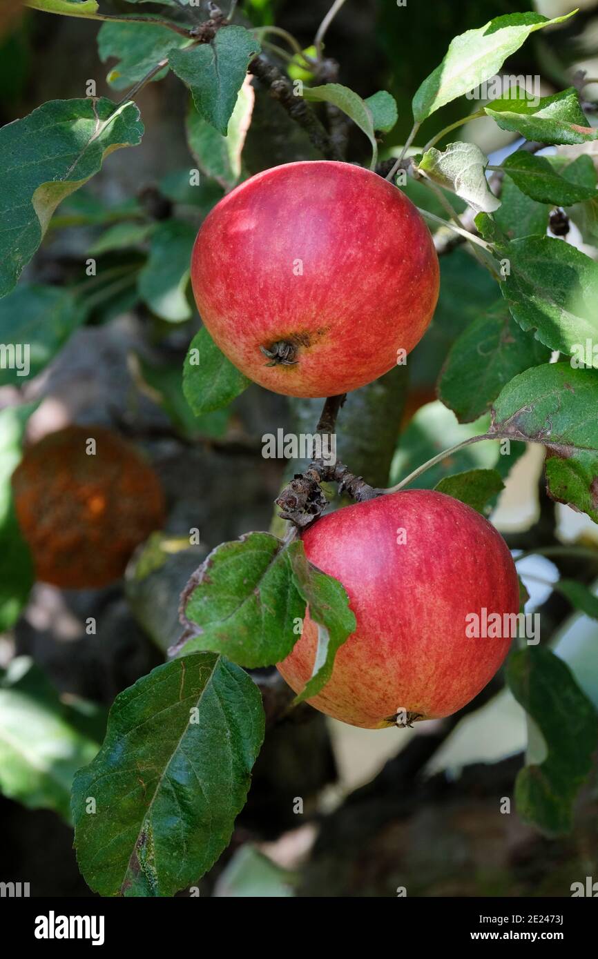 Apfelbaum 'Tremlett's Bitter'. Malus domestica 'Tremlett's Bitter'. Frucht wächst auf einem Baum Stockfoto