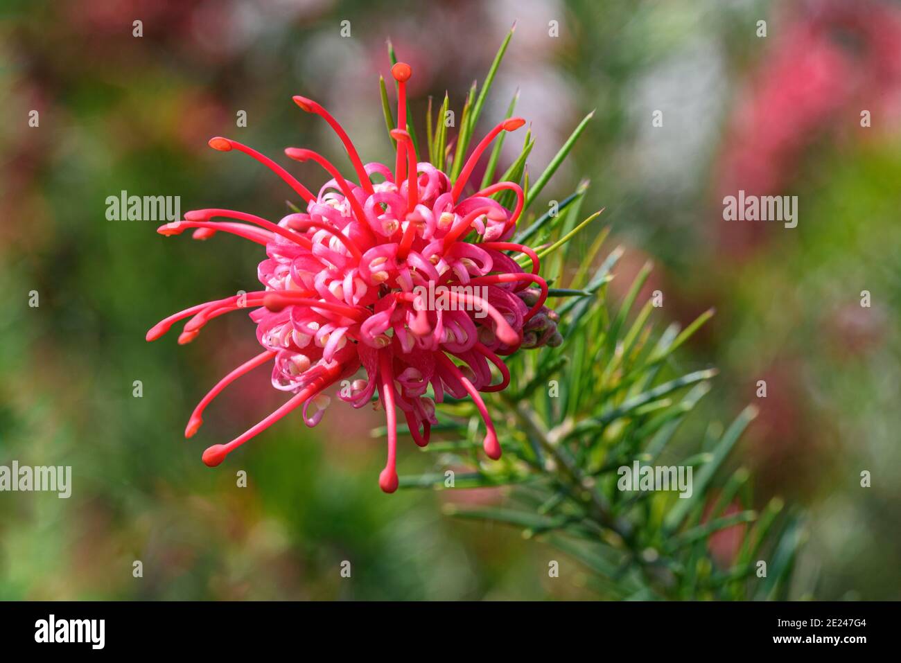 Grevillea juniperina Blume in einem Garten Stockfoto