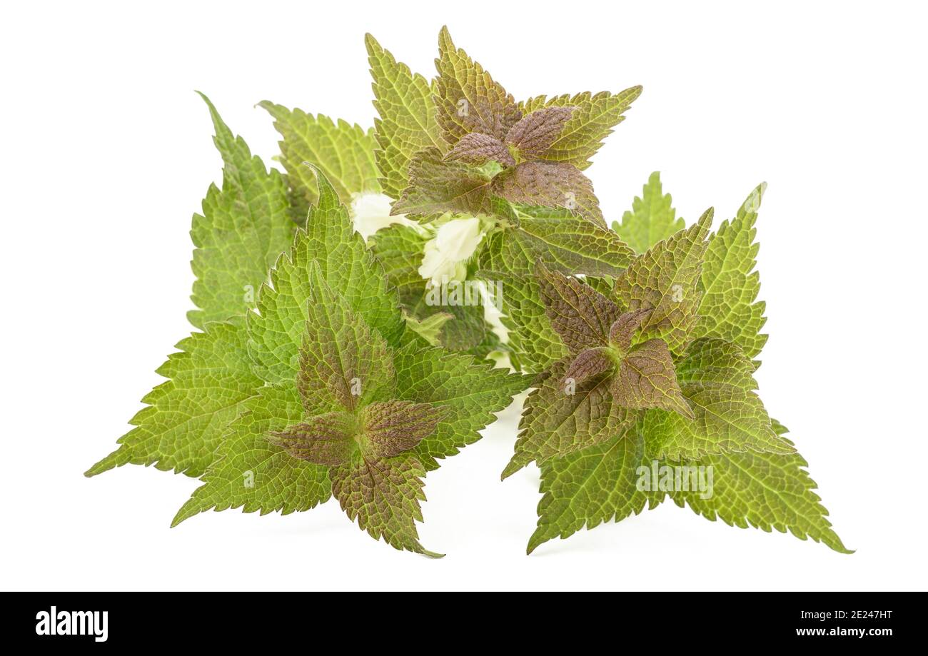 Weiße tote Brennnessel (Lamium Album), isoliert auf weißem Hintergrund. Stockfoto