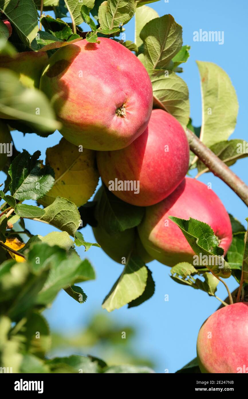 Apfelbaum „Yarlington Mill“. Malus domestica 'Yarlington Mill'. Frucht wächst auf einem Baum Stockfoto