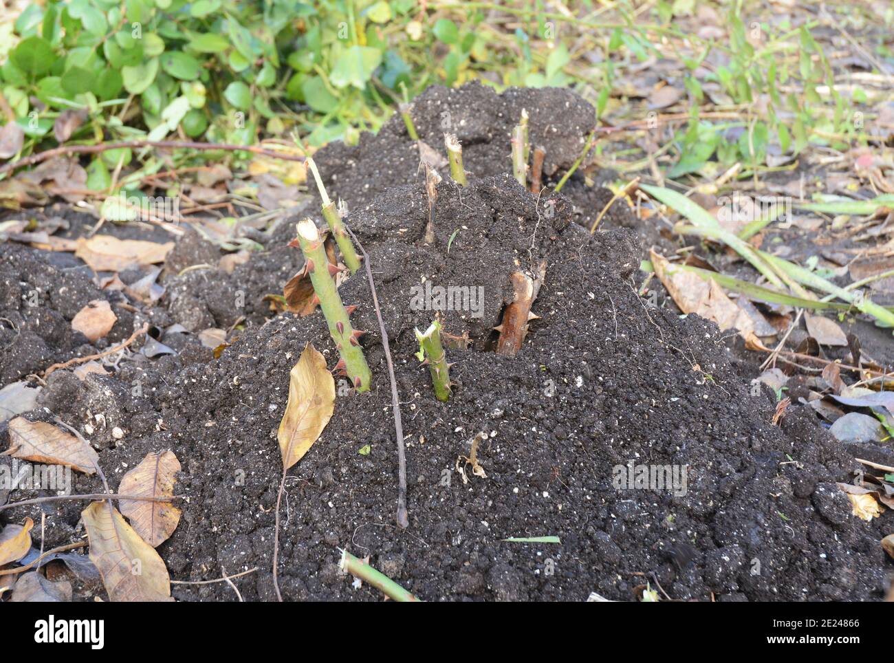 Pflege und Schutz der Winterrose: Ein geschnittener Rosenbusch wird bedeckt, gestapelt, mit Erde aufgefüllt, Kompost zum Schutz der Rosenstämme vor Winterfrostschäden. Stockfoto