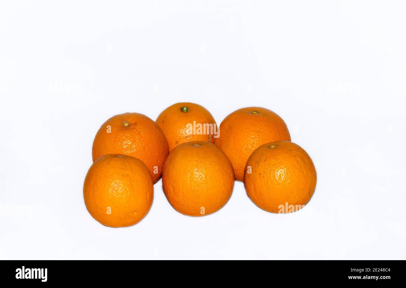 Citrus ist eine Gattung von blühenden Bäumen und Sträuchern in der Familie der Rue, Rutaceae. Pflanzen der Gattung produzieren Zitrusfrüchte, Stockfoto