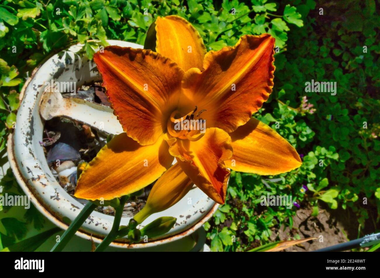 Draufsicht auf eine orangefarbene Seerosenblume im Garten Stockfoto