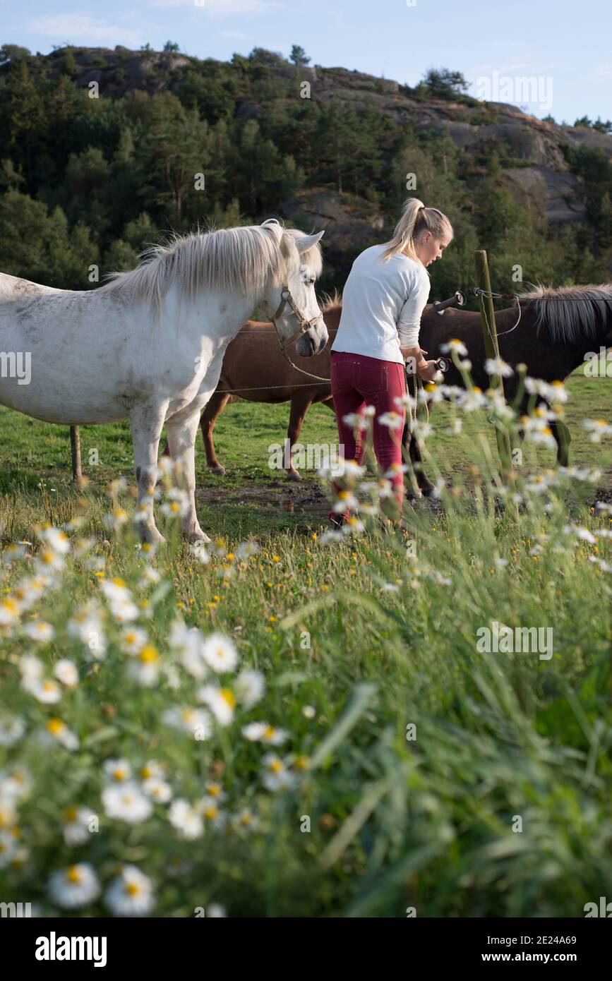 Frau mit Pferden auf der Weide Stockfoto