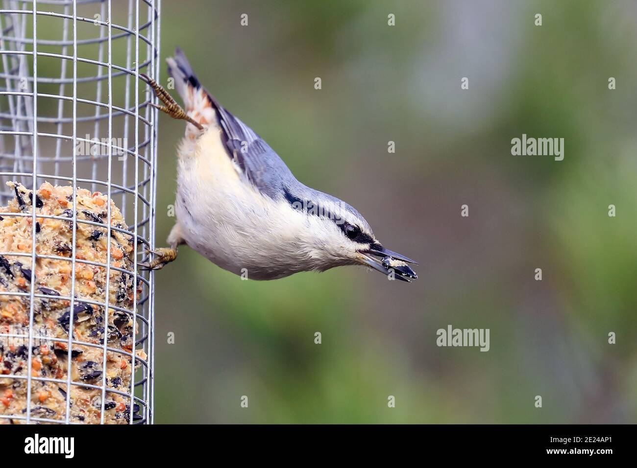Eurasische Kleiber Stockfoto