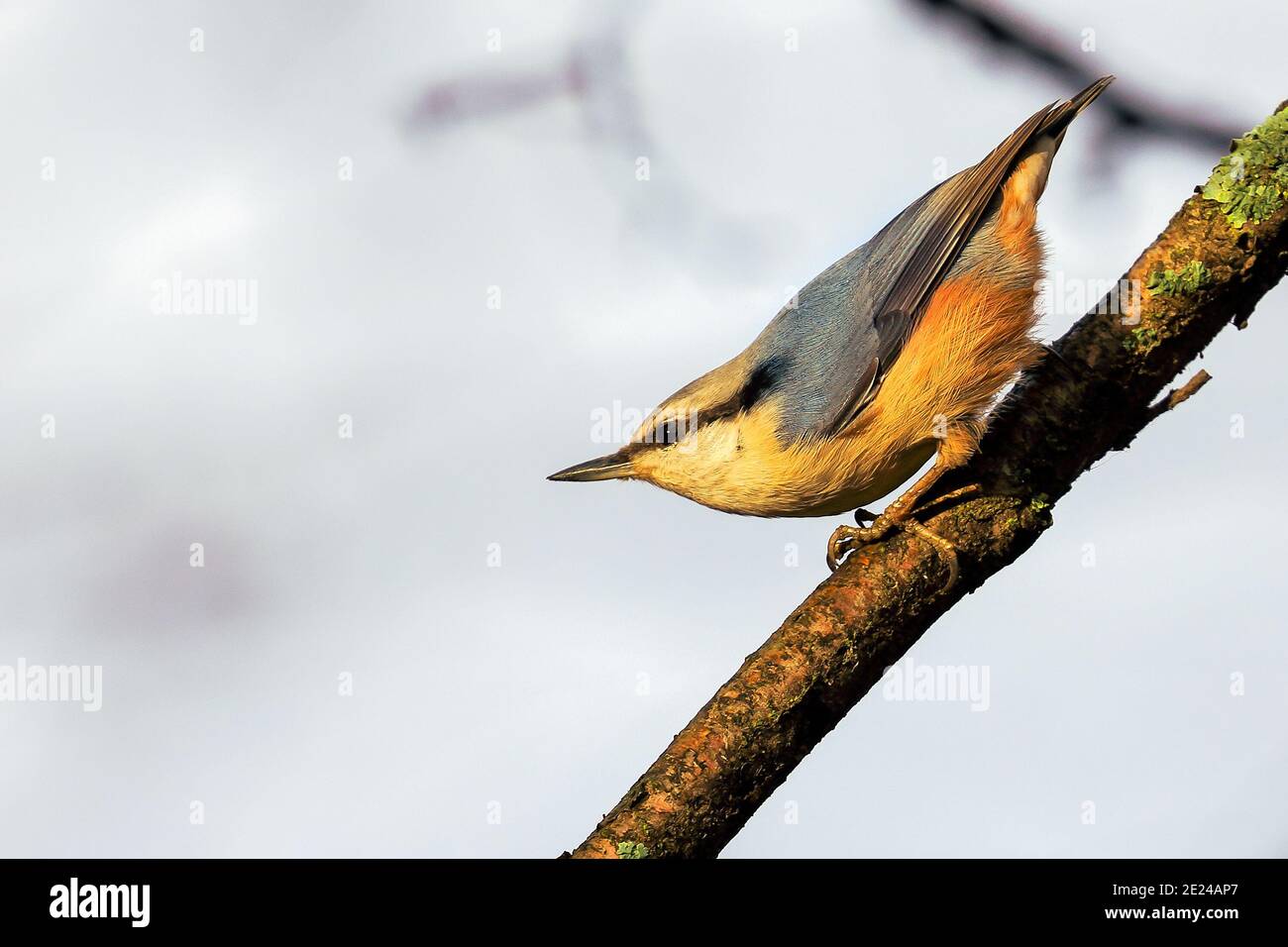 Eurasische Kleiber Stockfoto