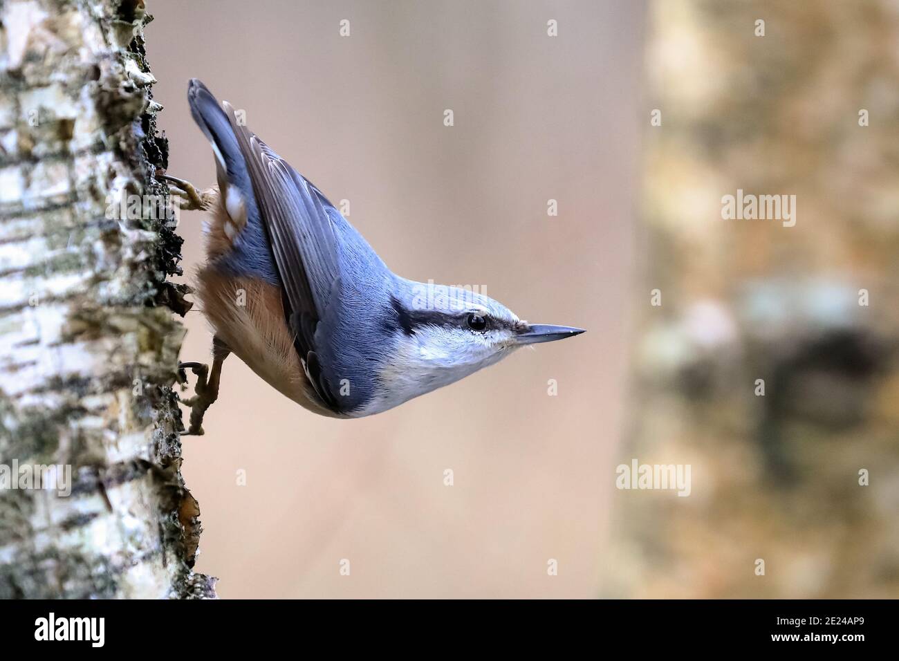 Eurasische Kleiber Stockfoto