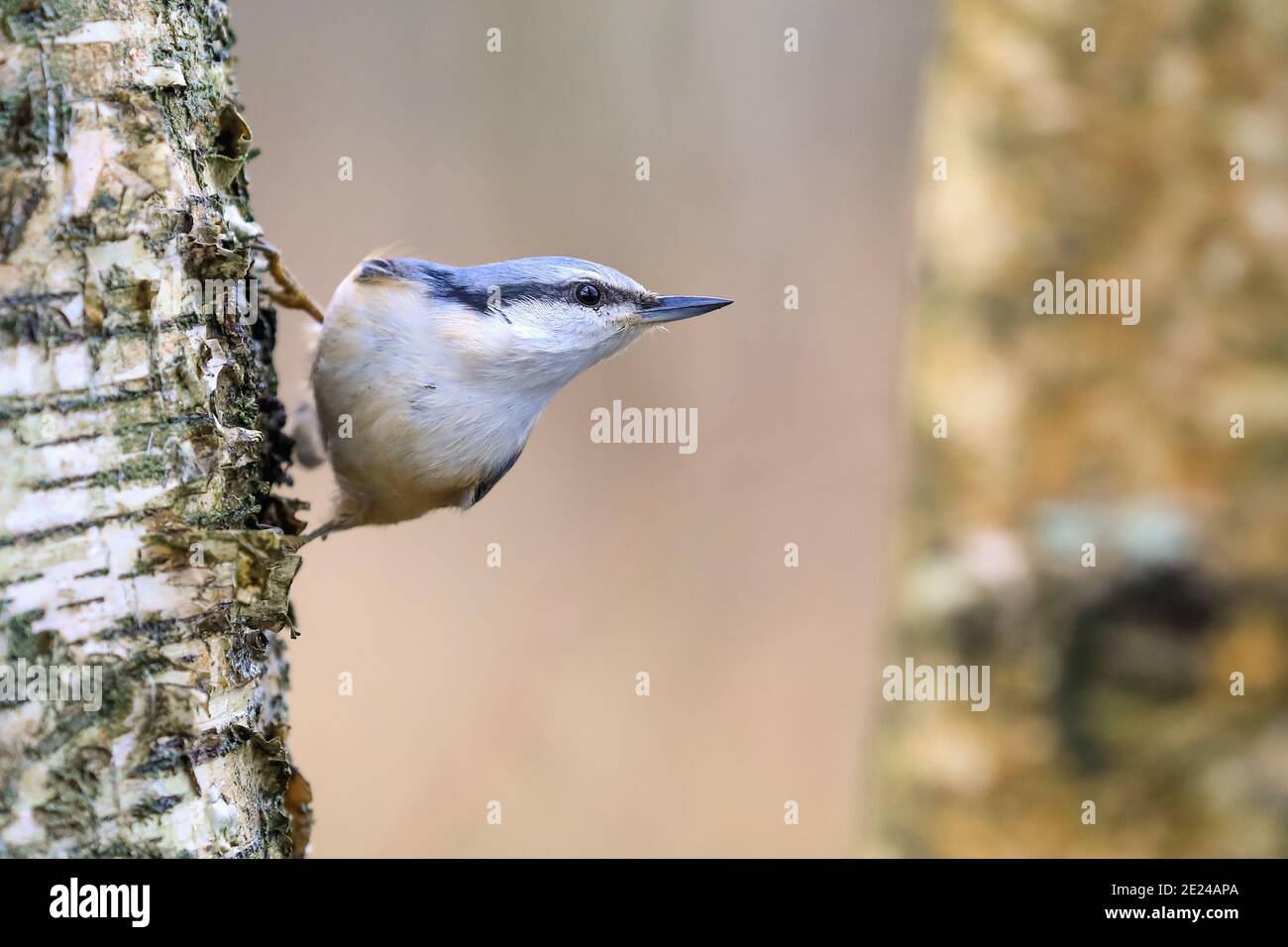Eurasische Kleiber Stockfoto