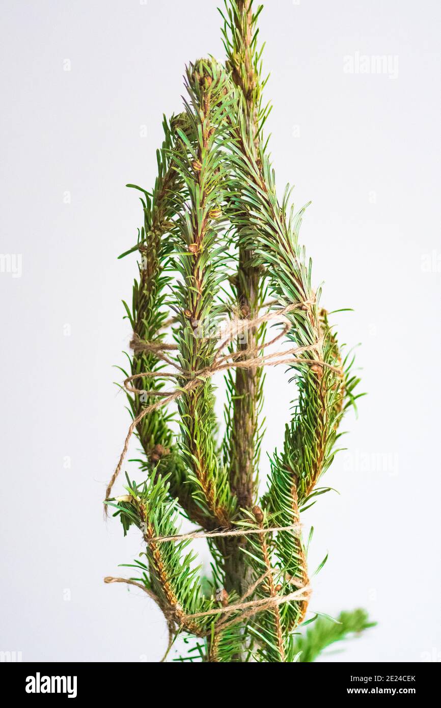 Tannenbaum ohne nadeln Fotos und Bildmaterial in hoher Auflösung Alamy