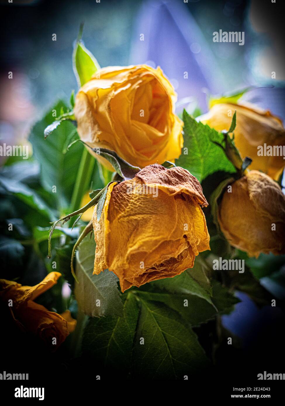 Sterbende, verfärbte Rosen, die von Fensterlicht beleuchtet werden. Stockfoto