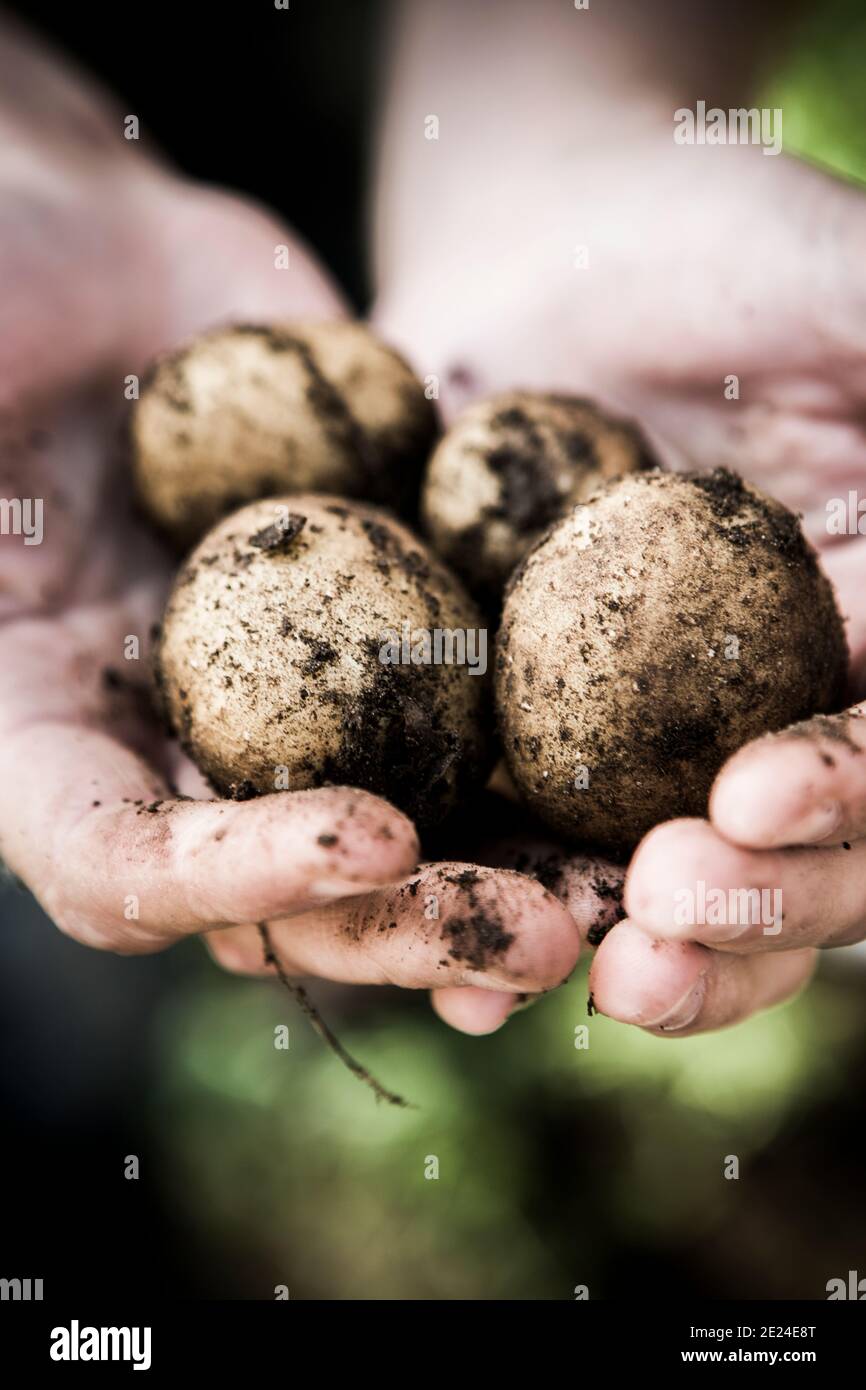 Die Hände mit frischen Kartoffeln Stockfoto