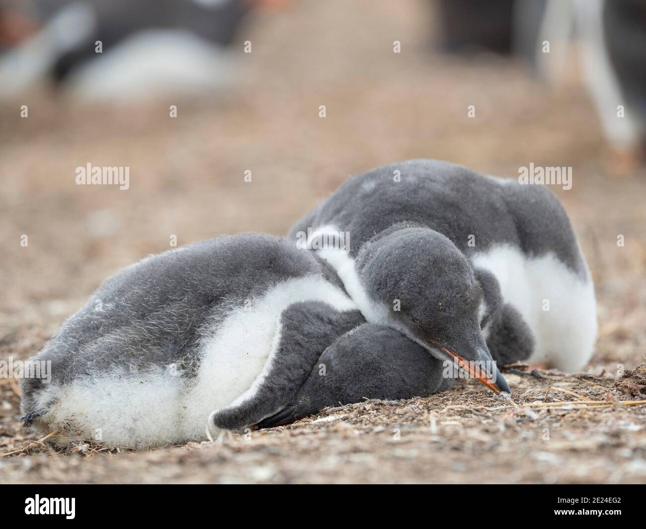 Küken im Nest. Gentoo Pinguin (Pygoscelis papua) auf den Falklandinseln. Südamerika, Januar Stockfoto