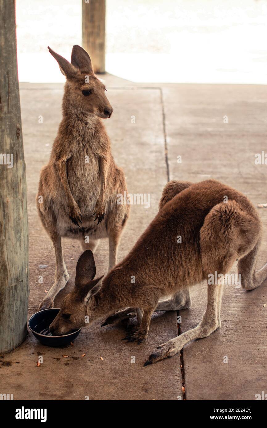 Zwei durstige Kängurus, die Wasser aus einer Schüssel trinken Stockfoto