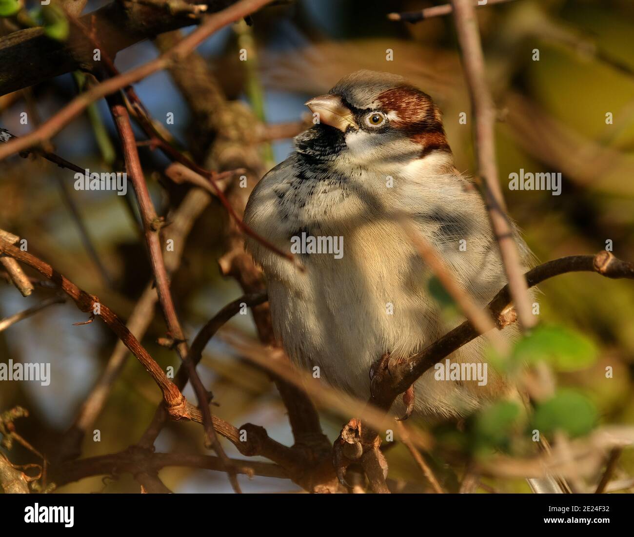 Der Haussperling ist ein Vogel der Sperlinge der Familie Passeridae, der in den meisten Teilen der Welt zu finden ist. Es ist ein kleiner Vogel, der eine typische Länge von 16 cm hat. Stockfoto