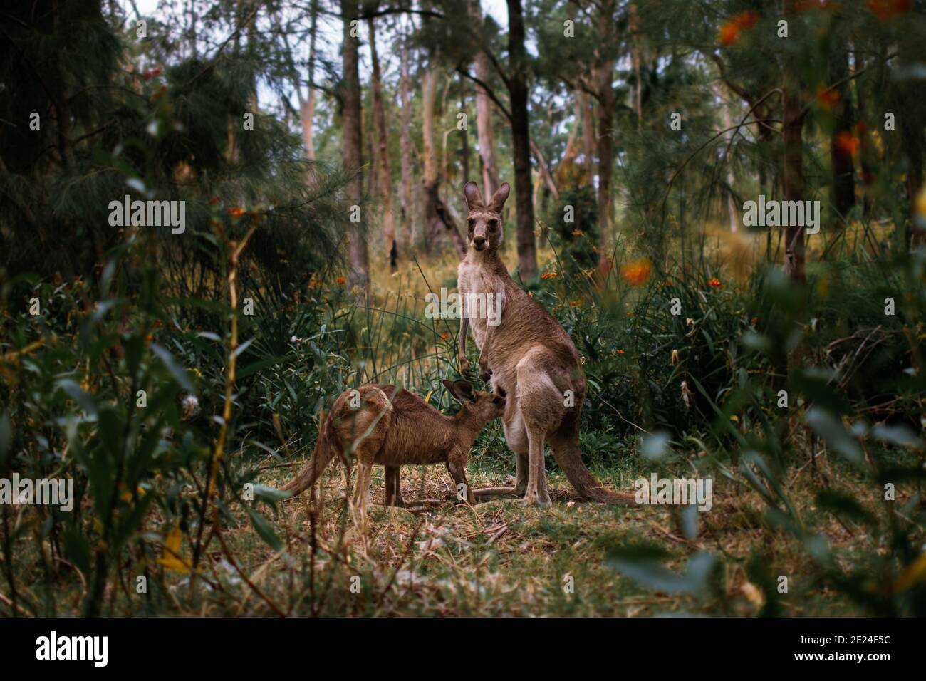 Mama füttert joey Känguru im Busch, Roo Familie Mutter und Baby Stockfoto