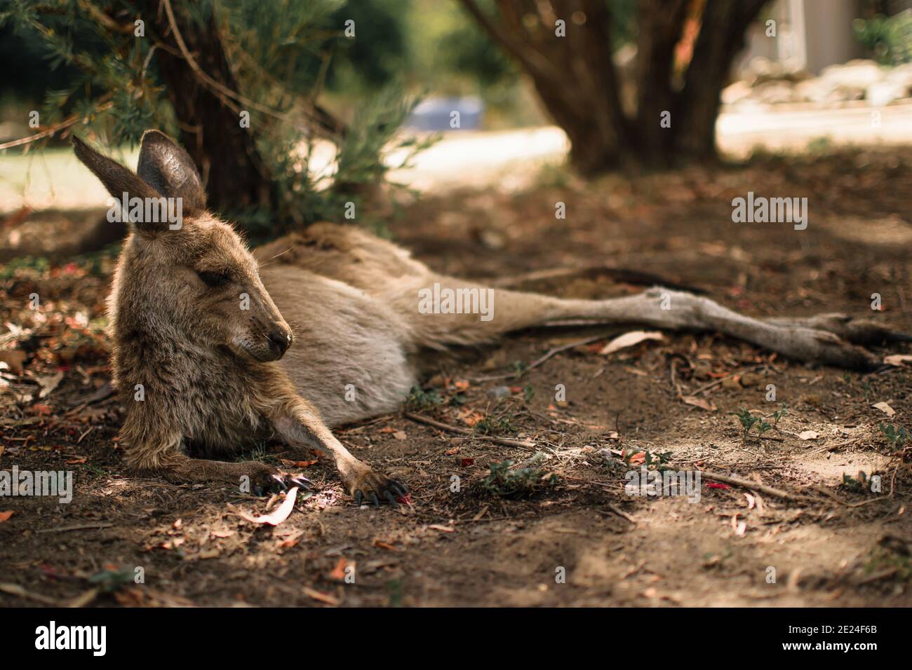 Faules Känguru, das sich im Schatten auf einem heißen australier ausruhen kann Tag Stockfoto