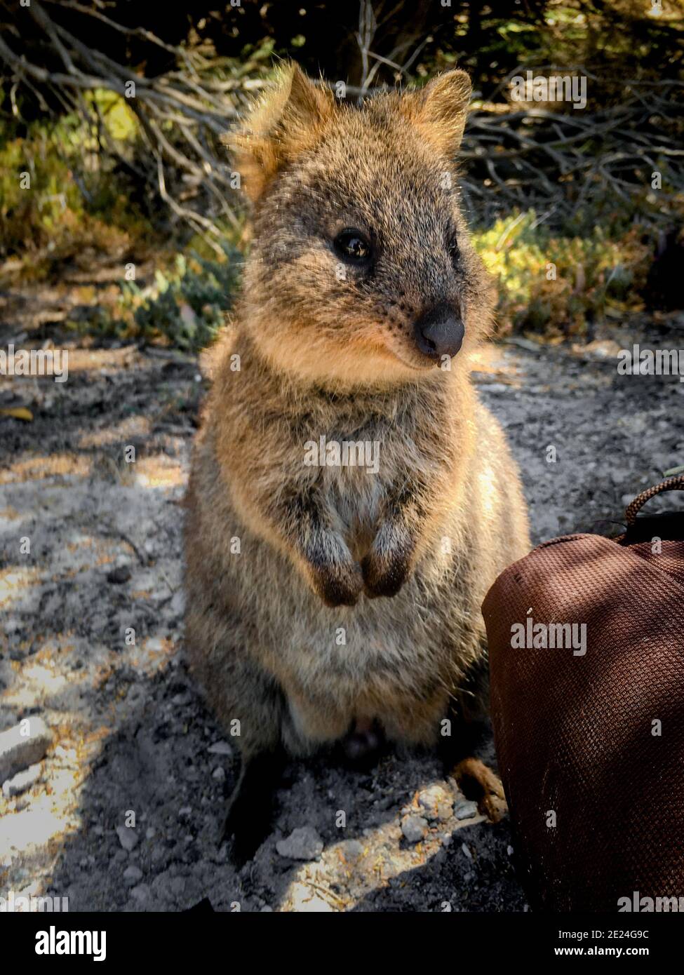 Happy Quokka Portrait auf Rottnest Island, Westaustralien ...