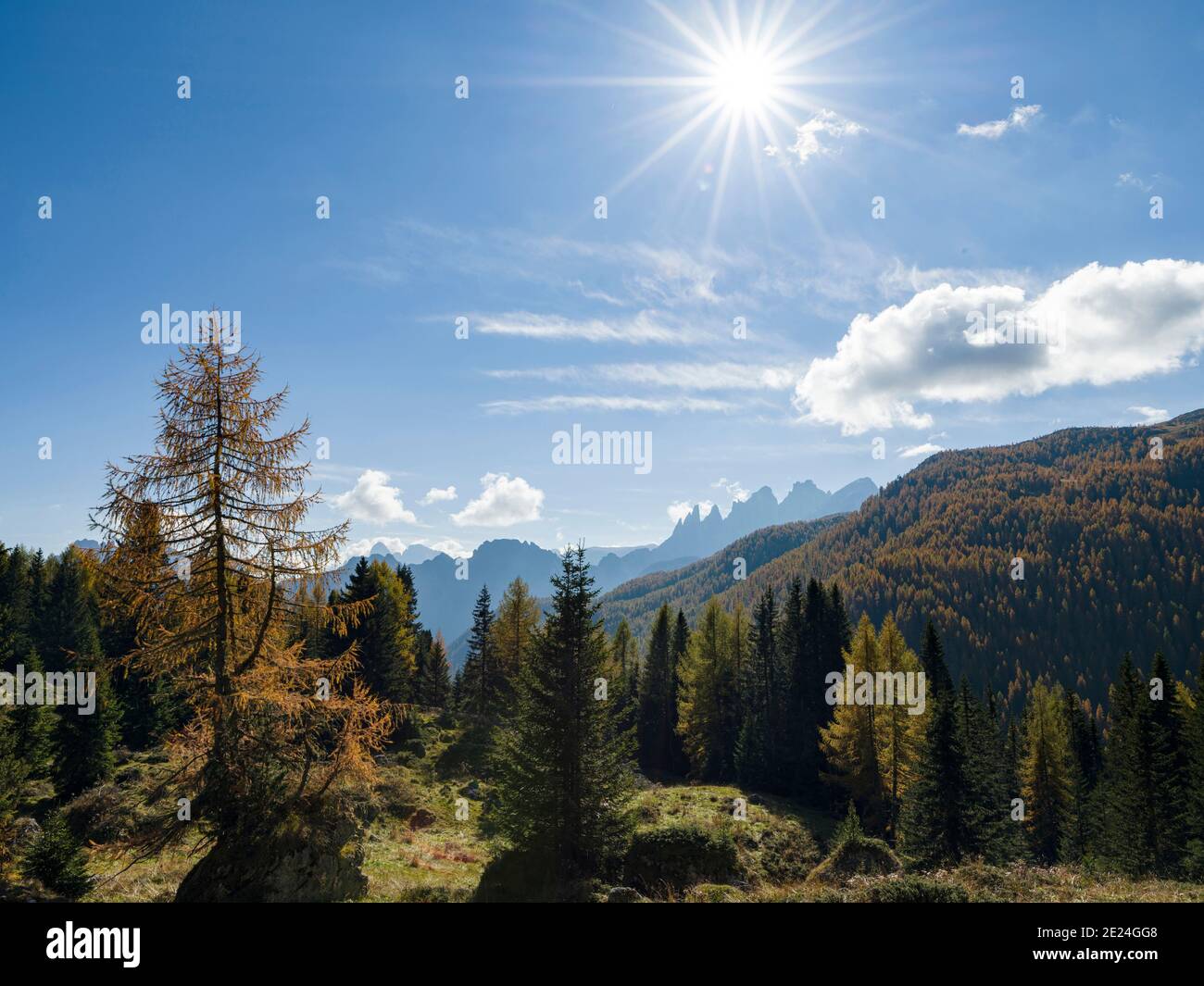 Bergwald bei Passo San Pellegrino, Blick Richtung Pale di San Martino, Focobon-Gebirge, in den Dolomiten des Trentino Europa, Zentral EUR Stockfoto