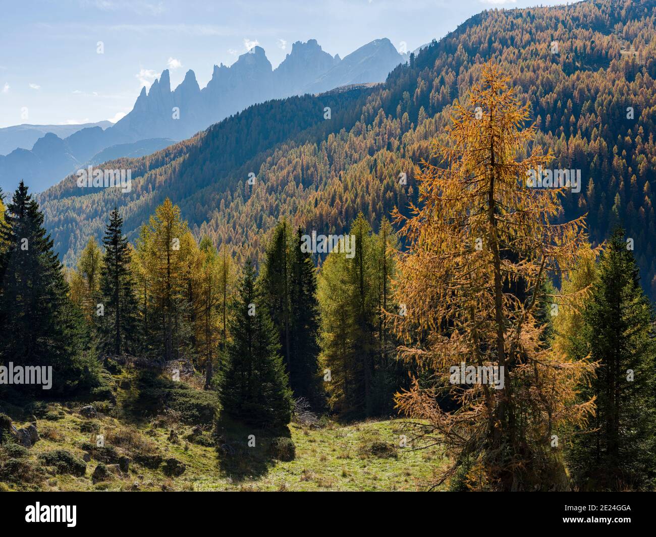 Bergwald bei Passo San Pellegrino, Blick Richtung Pale di San Martino, Focobon-Gebirge, in den Dolomiten des Trentino Europa, Zentral EUR Stockfoto