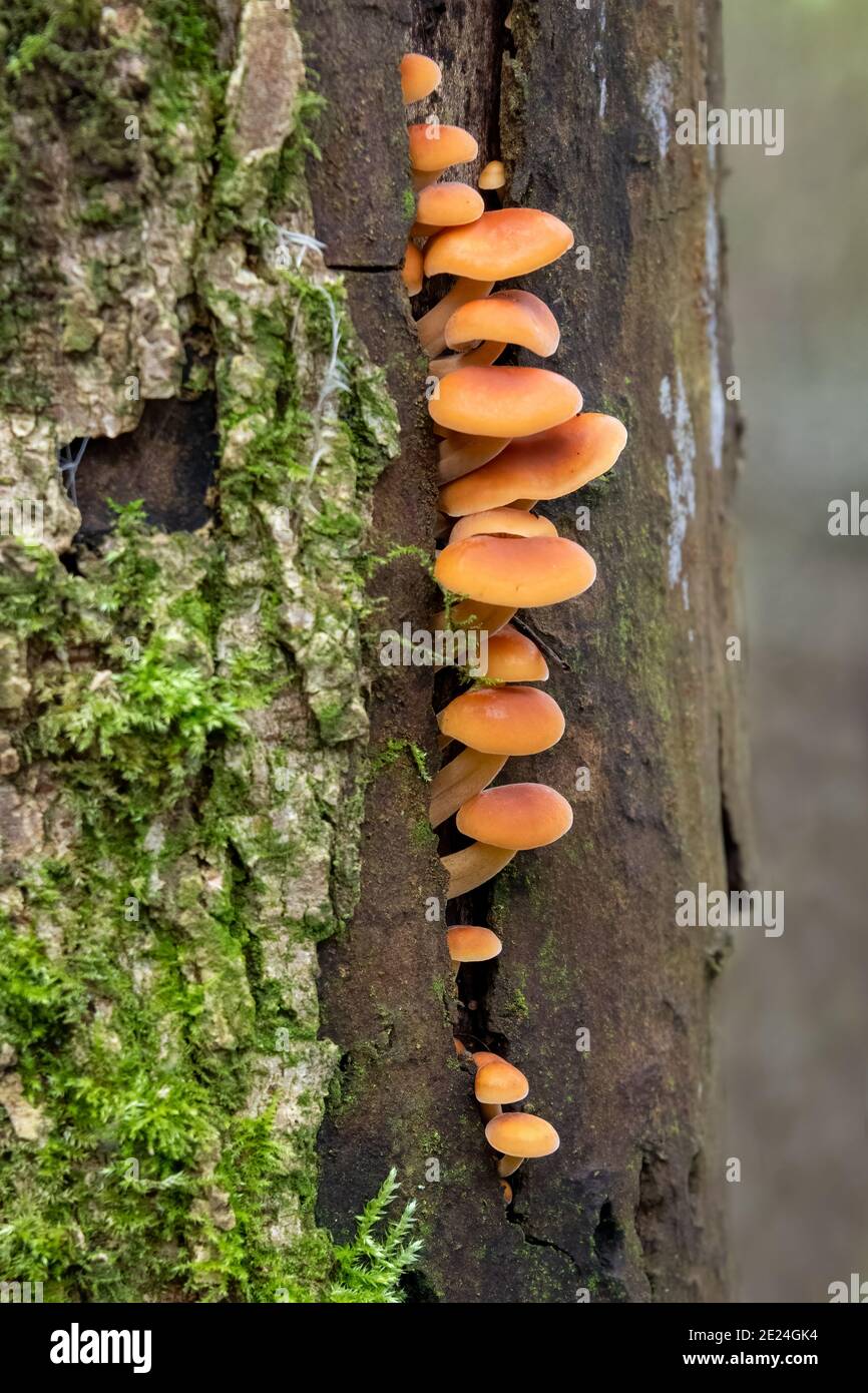Flammulina velutipes, Samtschaft Stockfoto